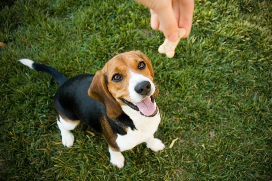 How to Use the Power of Yummies to Raise a Pawsome Pup!