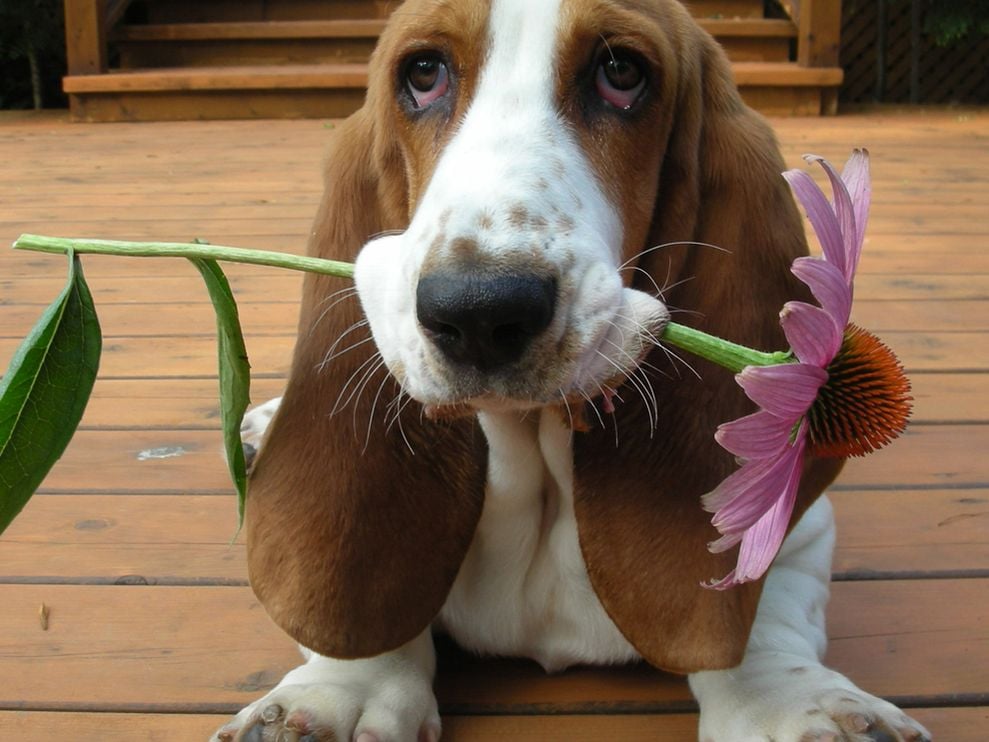 5 Things You Need to Know About Owning a Basset Hound 