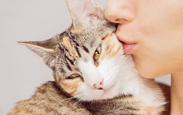 Why Do Cats Purr?