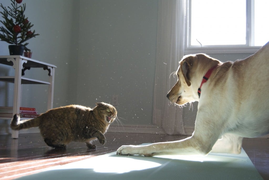 ¿Por qué los gatos pueden ser agresivos con los perros?