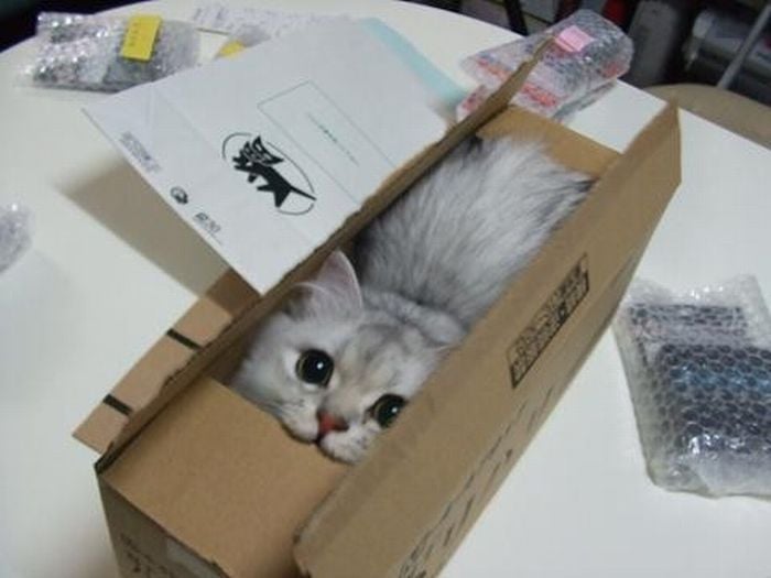 Why Do Cats Love Boxes So Much?