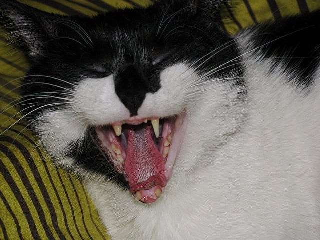 Qué Hacer si Tu Gato Se Rompe un Diente