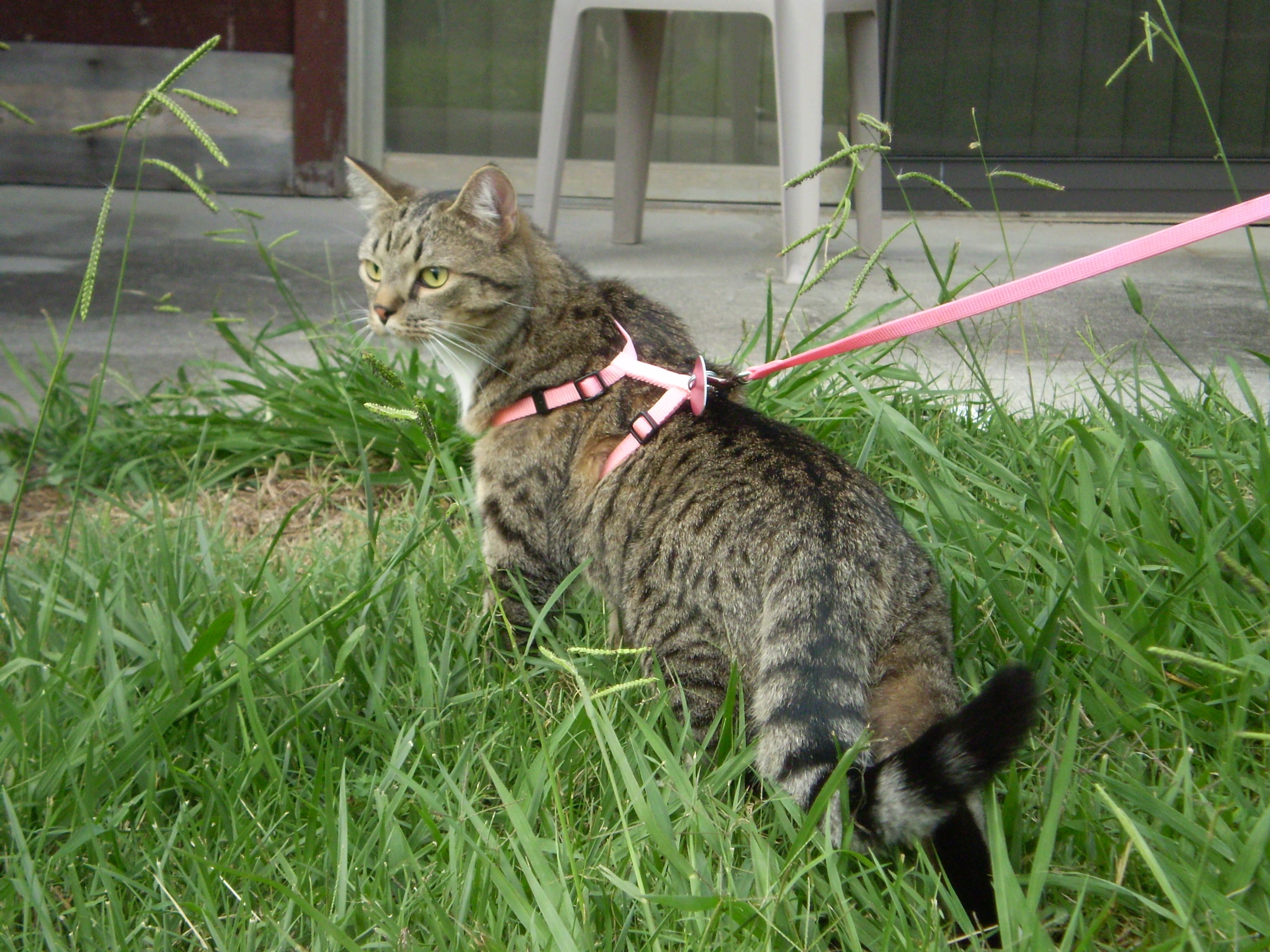 Turns out, you actually can take your cat for a walk