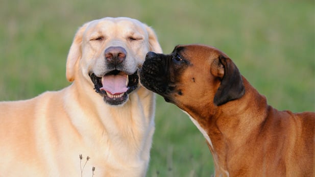 Enséñale a tu perro a jugar bien con los demás