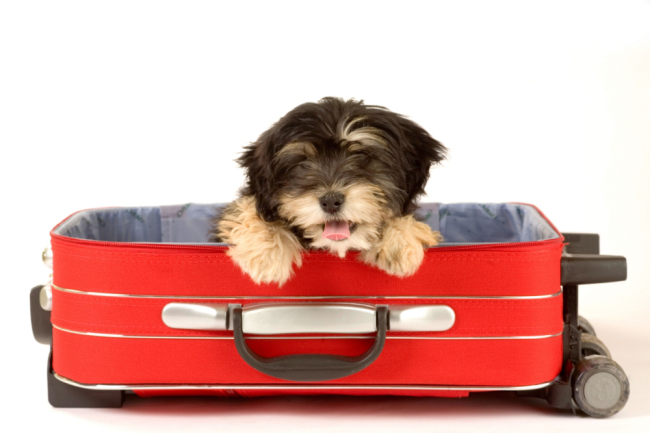 5 Tips for Traveling with a Dog