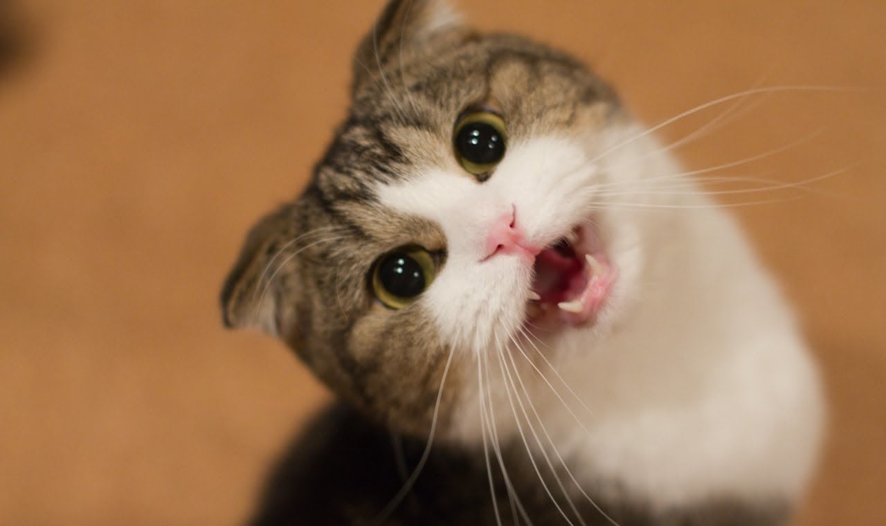 6 Razones por las que Tu Gato Ha Perdido el Maullido