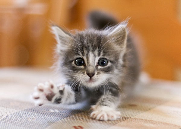 Llevar a tu gatito a casa: suministros esenciales para una bienvenida feliz