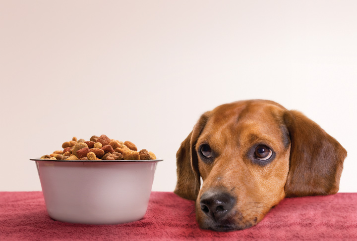 La Mejor Dieta Para un Perro con Cáncer