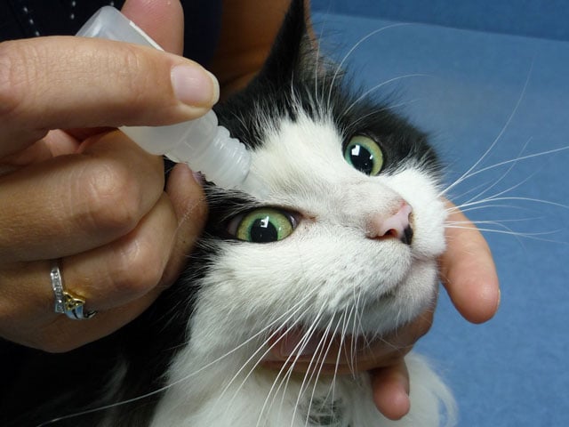 4 Consejos sobre cómo aplicar gotas para los ojos a tu gato