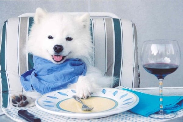 Cómo leer la etiqueta de ingredientes de tu comida para perros: qué debes buscar y qué debes evitar