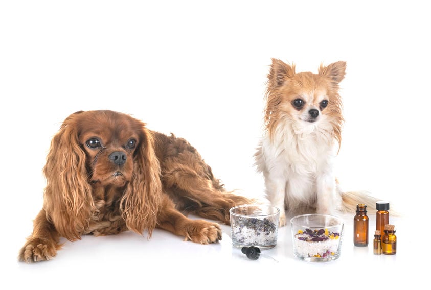 CBD oil for dogs: What you need to know