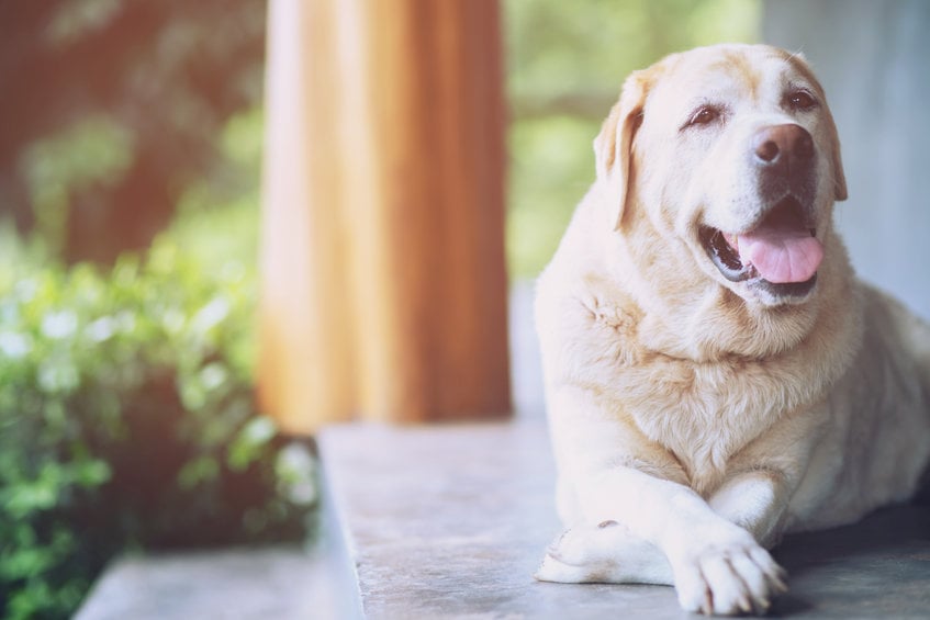 My dog’s legs are shaking—What does it mean?