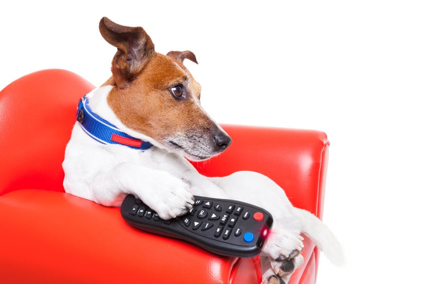 Do dogs actually watch television?