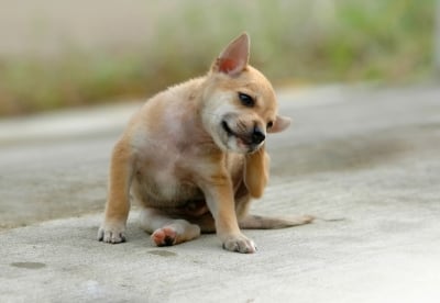 How to Keep Fleas and Ticks at Bay