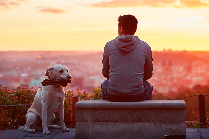 Why are dogs loyal?