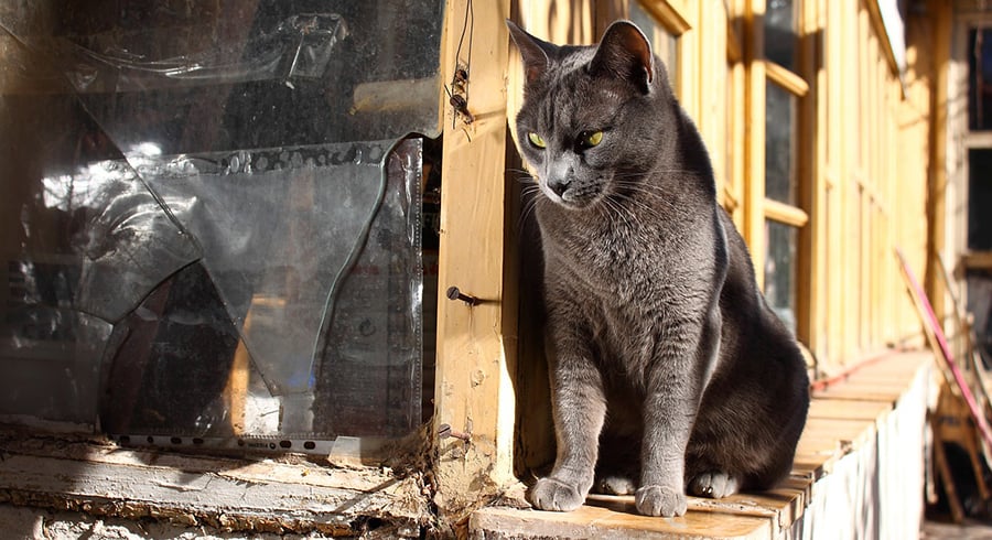 What you need to know about feline senile dementia