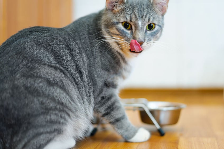 Is there a better way to feed your cat?