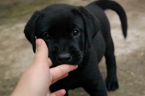 ¿Por qué los cachorros mordisquean y cómo detenerlo?