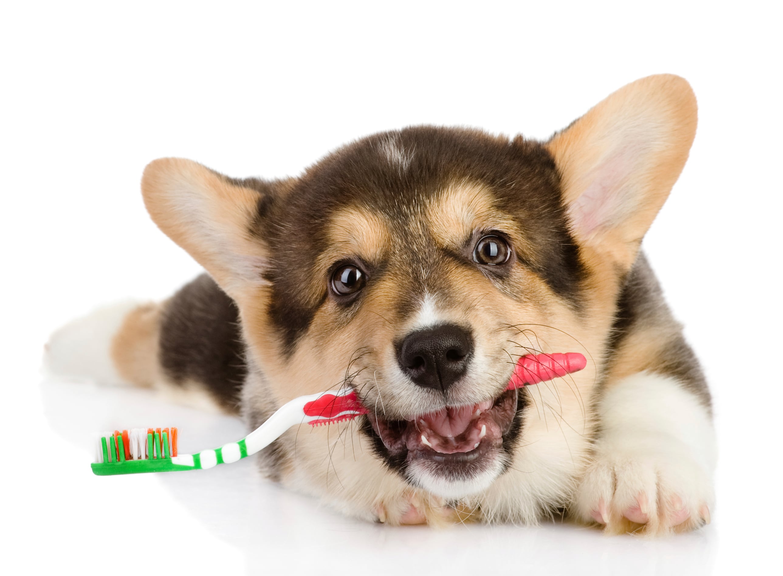 Empieza con el cepillado: la salud bucal de tu perro