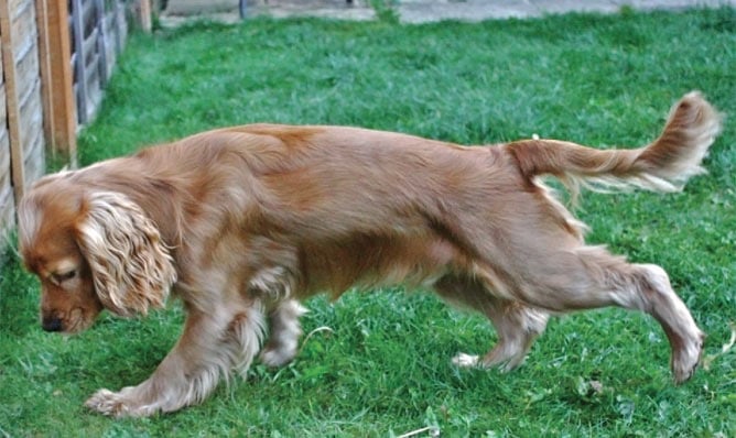 Why does my dog kick the ground with his hind legs?