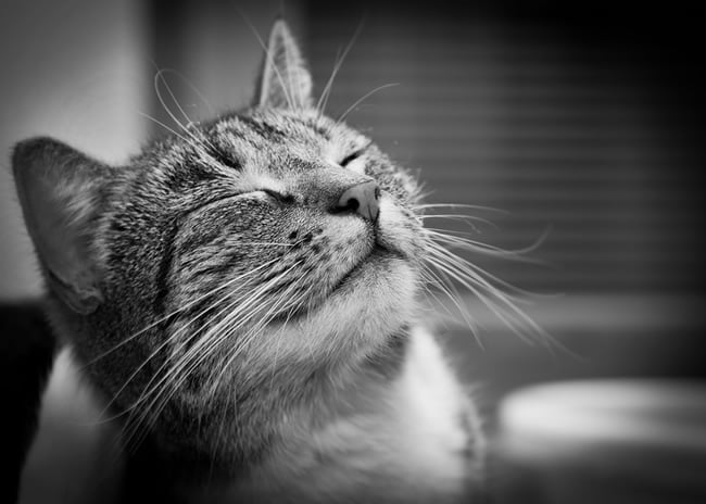 Cinco Consejos para Conectar con Tu Nuevo Gato