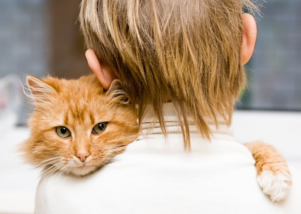 Qué hacer si tienes un gato velcro
