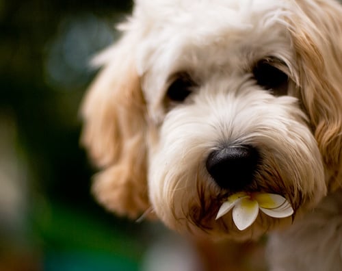 Toxinas caninas: 7 plantas dentro y alrededor de tu hogar que son venenosas para los perros