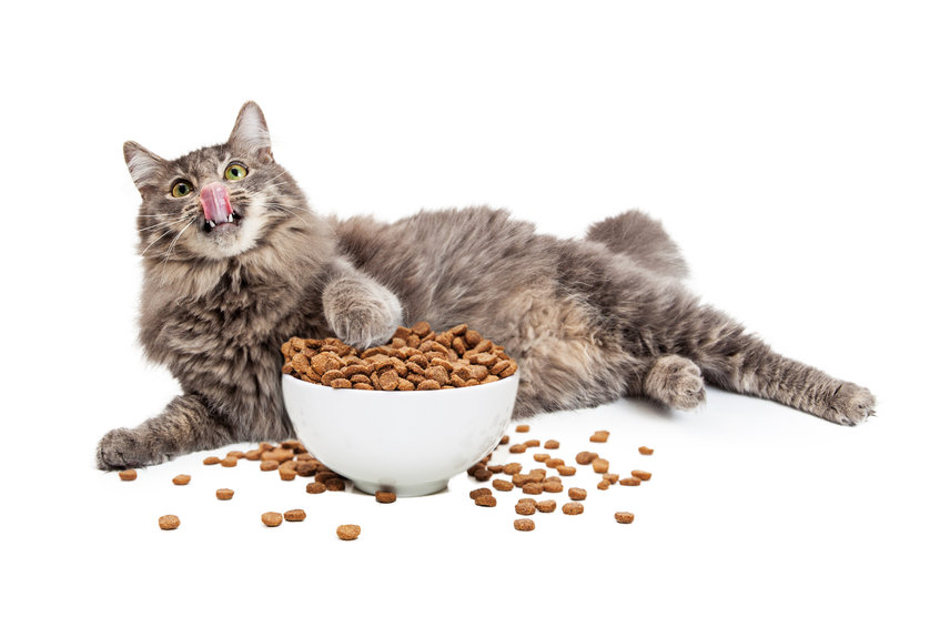 How to help your cat lose weight