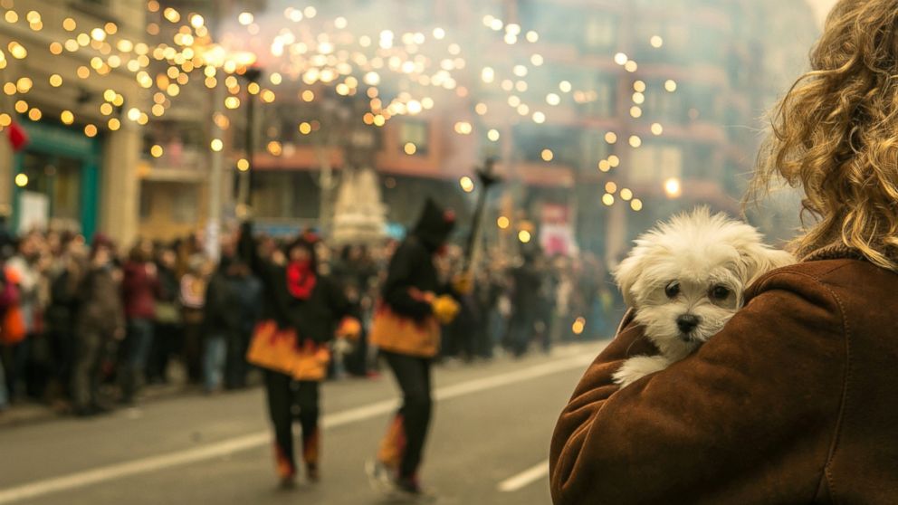 Looking After A Dog During Fireworks 
