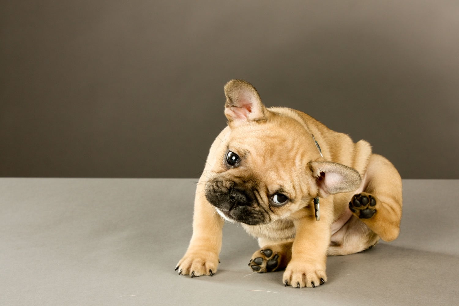 5 Ways to Check Your Dog for Fleas