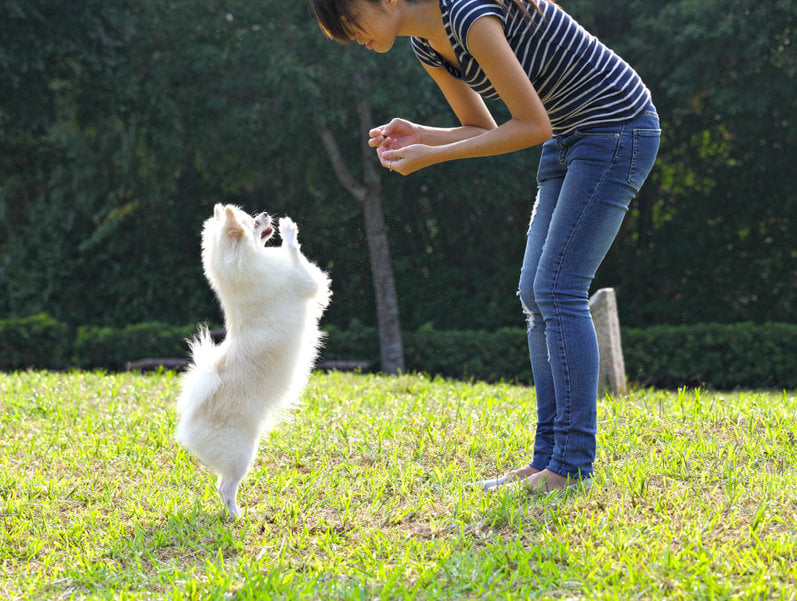 How to replace dogs’ problem behaviors using differential reinforcement