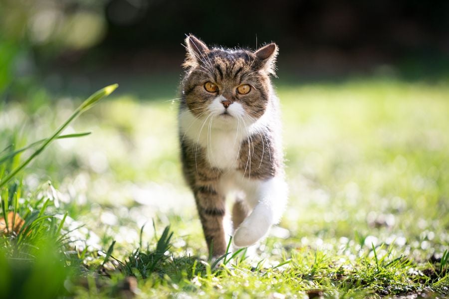 4 Essential Tips to Keep Your Outdoor Cat Safe from Parasites