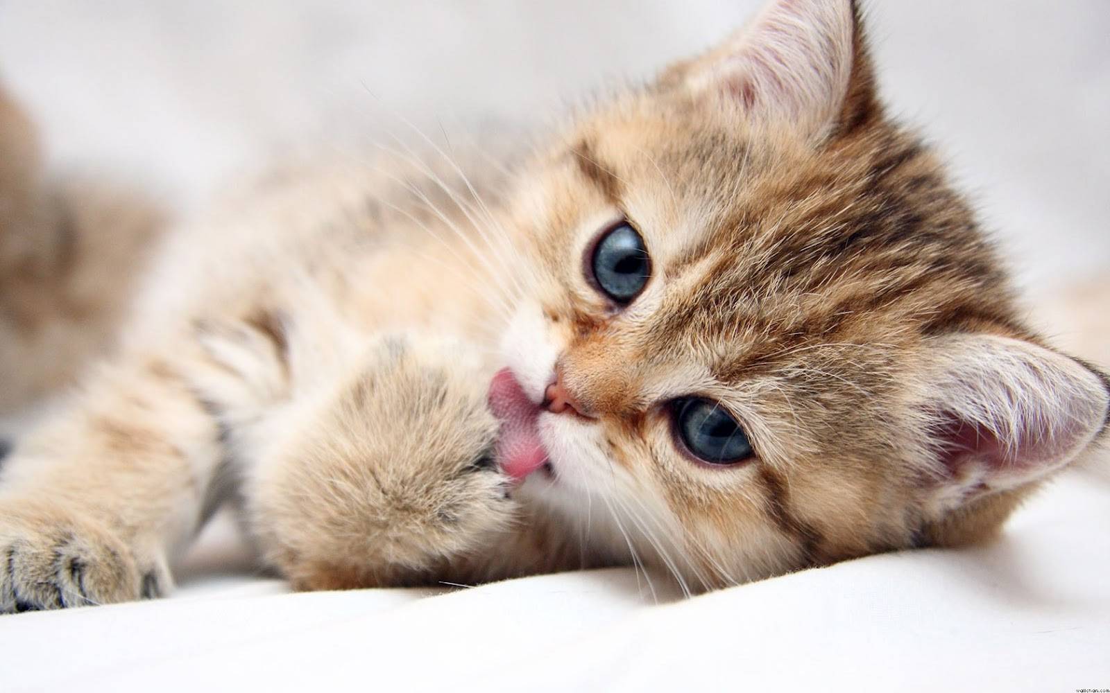 Everything You Need to Know About Hairballs