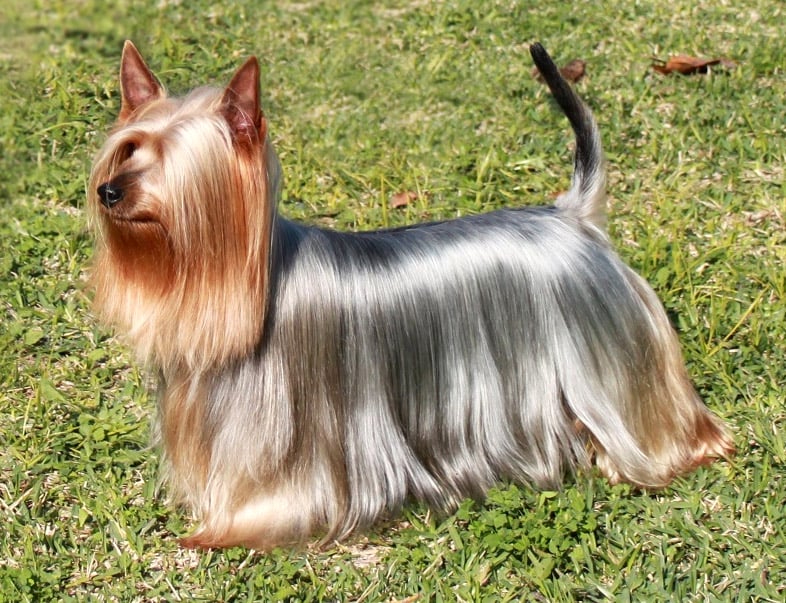 Consejos para hacer brillar el pelaje de tu perro