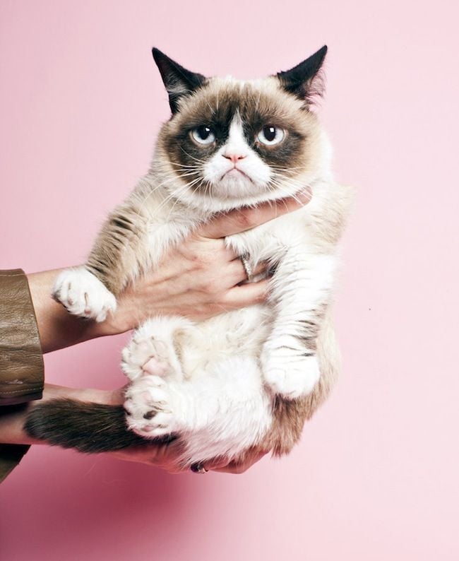 Being Petted Stresses Cats Out 