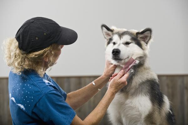 Perros y muda de pelo: Todo lo que necesitas saber