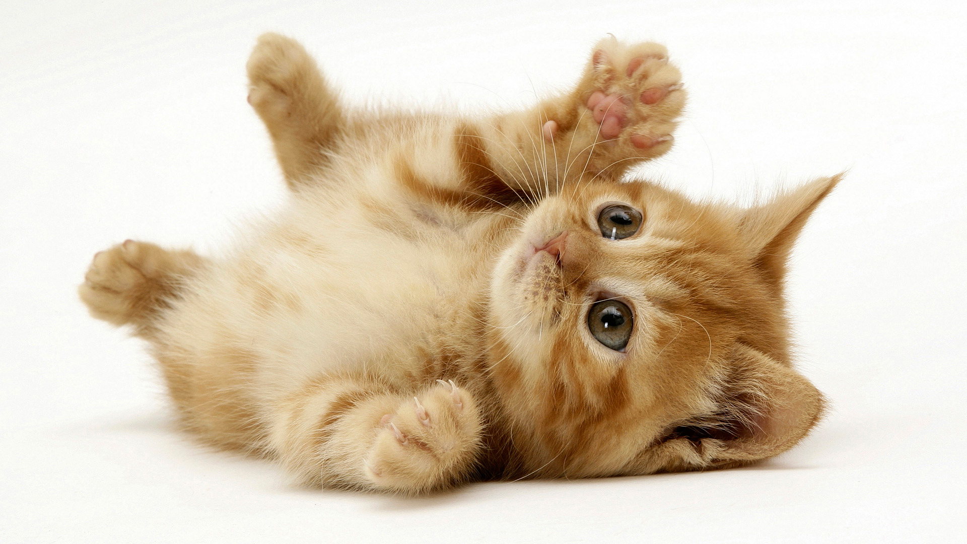 Cómo crear un vínculo con tu nuevo gatito