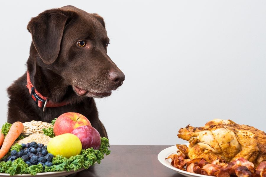 Dangerous Delicacies: Foods That Pose a Serious Risk to Dogs