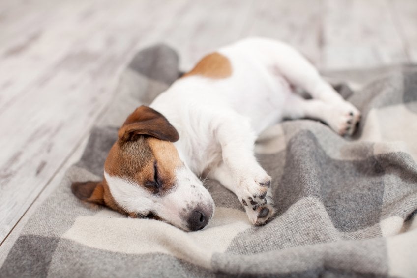 What your dog’s sleeping position says about him