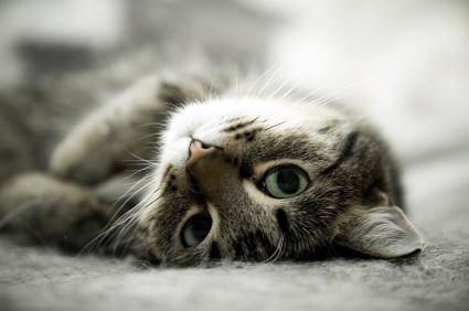 ¿Es Tu Gato Demasiado Sociable?