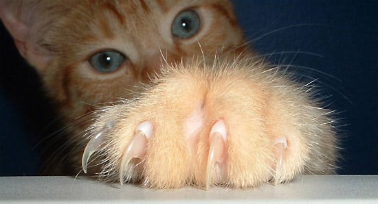 7 Facts About Declawing Your Cat