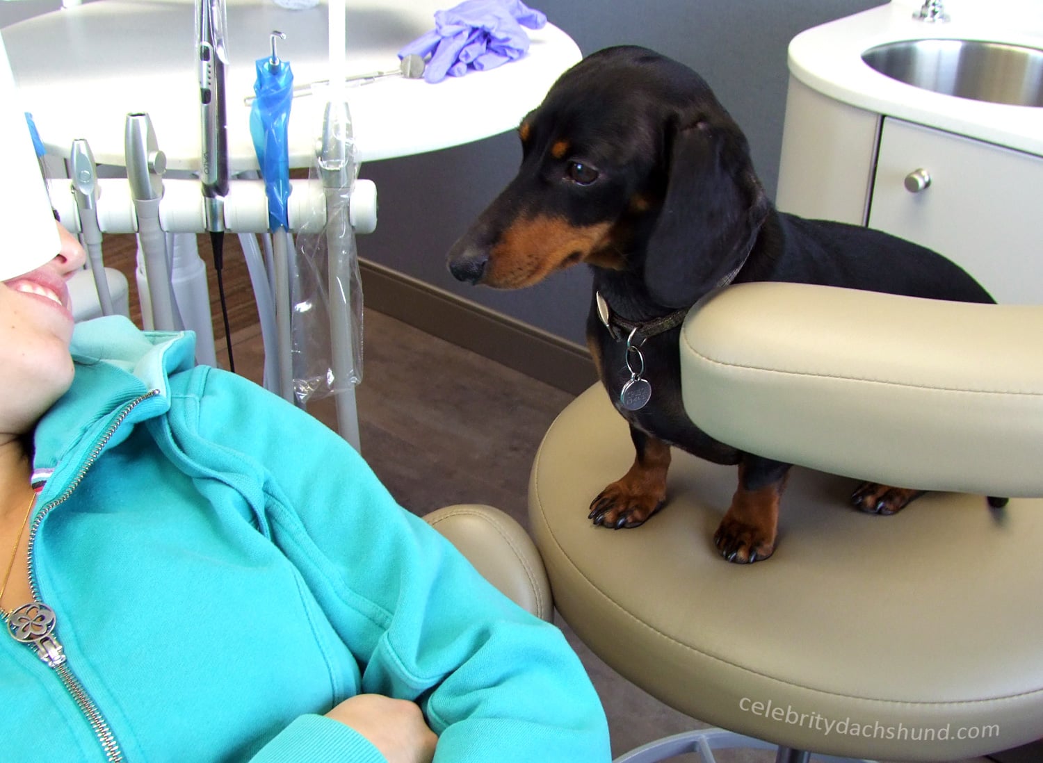 Cuidado Dental Canino: Los Peligros de la Periodontitis en Perros
