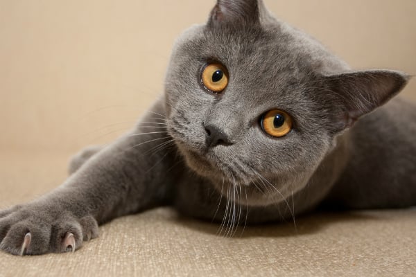 5 consejos para cortarle las uñas a tu gato