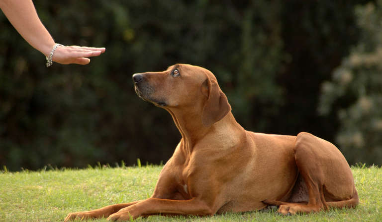 Essential Rules of Dog Obedience Training