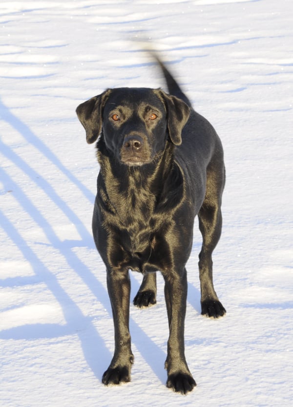 What does tail wagging really mean?