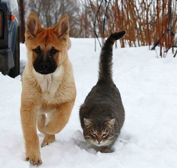 Cómo Cuidar a Tu Mascota Durante el Invierno