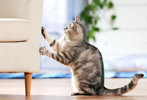 El Rascado del Gato: Cómo Controlar las Garras de tu Minino.