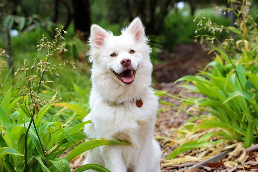 Ensuring Your Dog’s Well-Being in the Countryside: A Comprehensive Guide