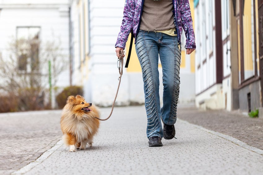 Should I walk my dog off leash?