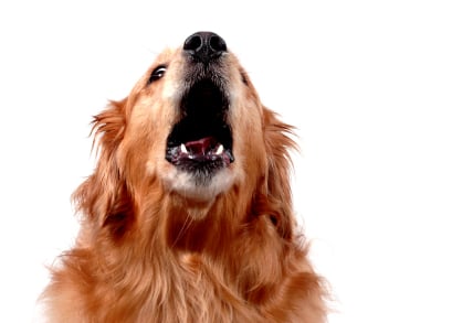 Cómo Evitar que Tu Perro Ladre Cuando Está Solo en Casa
